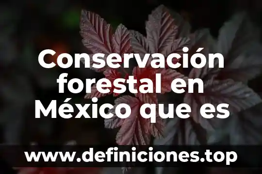 Qué es la prisión en México 7 Conservación forestal en México que es