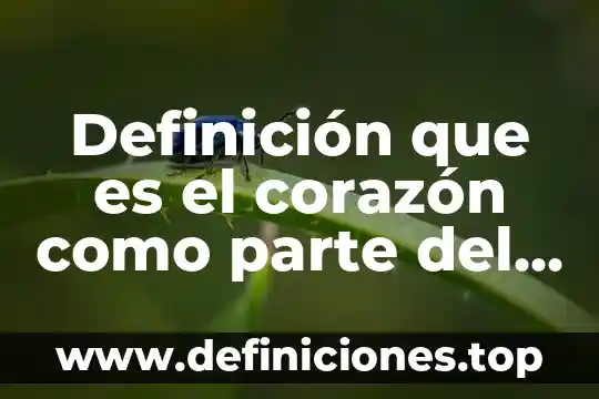 Definición que es el corazón como parte del sistema cardiovascular