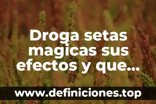Droga setas magicas sus efectos y que es