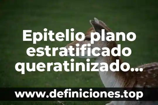 Qué es célula epitelio de la piel 3 Epitelio plano estratificado queratinizado que es