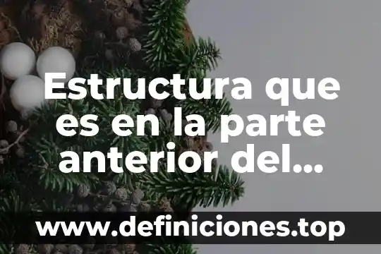 Estructura que es en la parte anterior del cuerpo humano