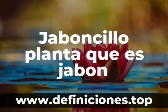 Jaboncillo planta que es jabon