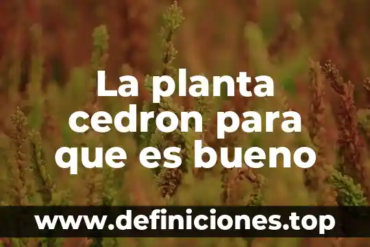 La planta cedron para que es bueno