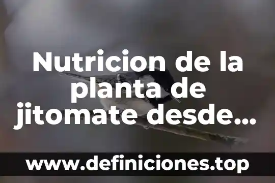 Nutricion de la planta de jitomate desde que es plantula