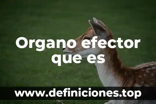 Órgano transitorio que es 4 Organo efector que es