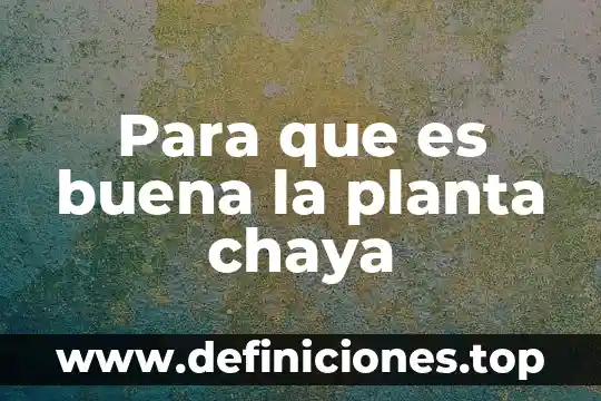 Para que es buena la planta chaya