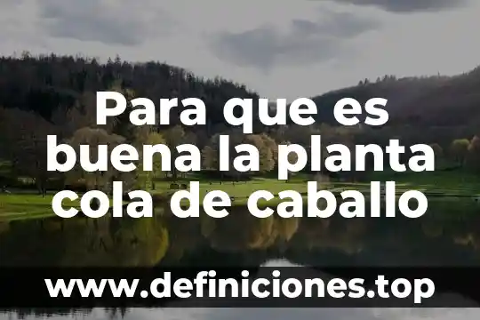 Para que es buena la planta cola de caballo