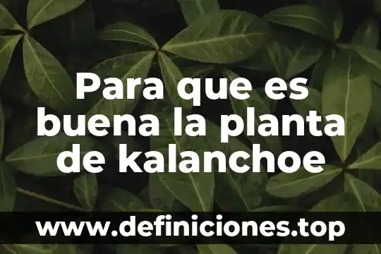 Para que es buena la planta de kalanchoe