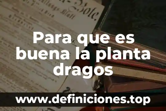 Que es una planta haploide 7 Para que es buena la planta dragos