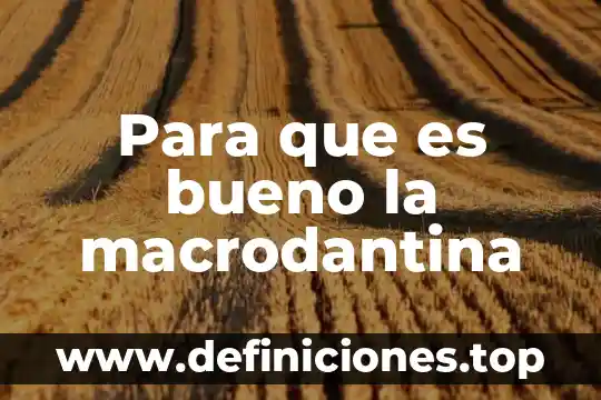 Qué es un principio activo y alcaloide es lo mismo 8 Para que es bueno la macrodantina