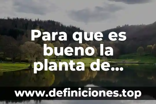 Para que es bueno la planta de cedron