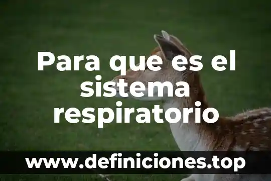 Que es el sistema respiratorio traqueal 8 Para que es el sistema respiratorio