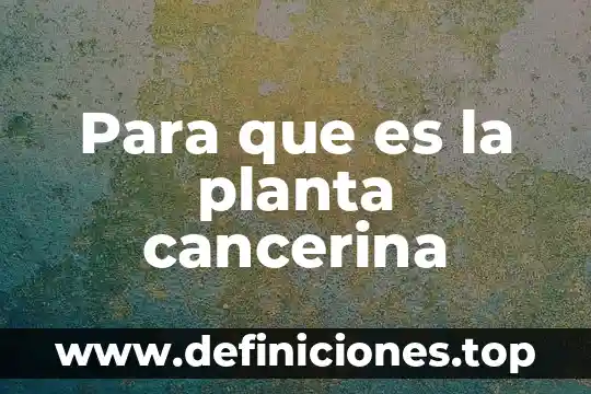 Que es una planta haploide 3 Para que es la planta cancerina