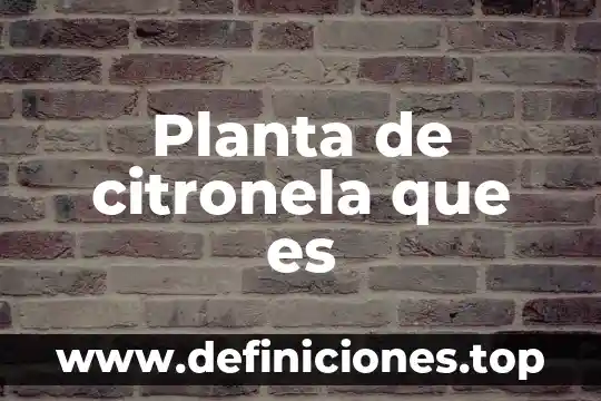 Planta de citronela que es