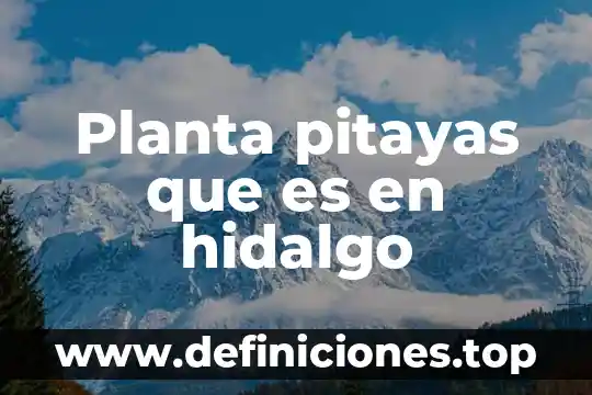 Planta pitayas que es en hidalgo