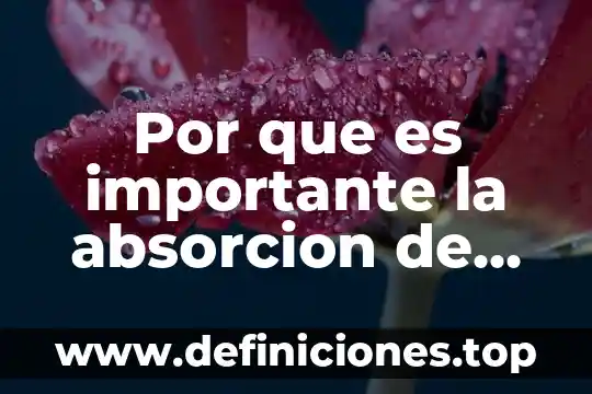 Por que es importante la absorcion de alimentos