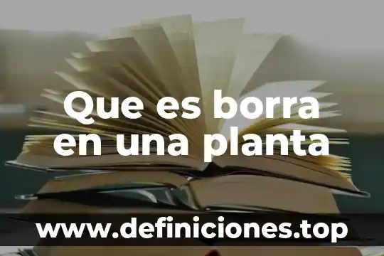 Que es borra en una planta