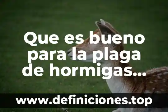 Que es el rendimiento en plantas 5 Que es bueno para la plaga de hormigas en plantas