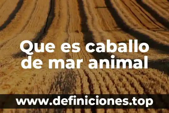 Que es caballo de mar animal