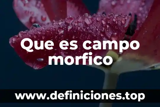 Que es una reflexion de un texto ejemplo 3 Que es campo morfico