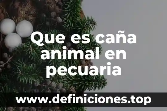 Que es caña animal en pecuaria