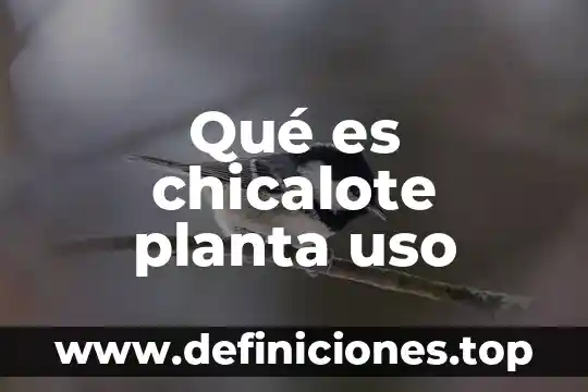 Qué es chicalote planta uso