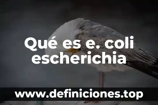 Que es numerico e integro 3 Qué es e. coli escherichia