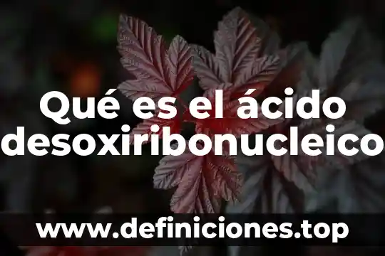 Qué es el ácido desoxiribonucleico