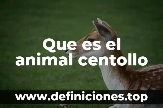Que es el animal centollo