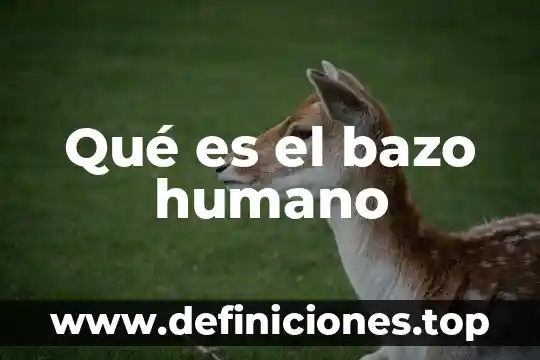 Qué es el bazo humano
