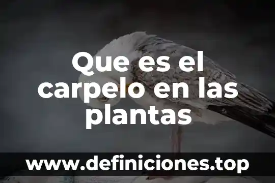 Qué es biodiversidad qué plantas 3 Que es el carpelo en las plantas