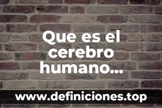 Diapositiva que es un proyecto educativo 6 Que es el cerebro humano diapositiva