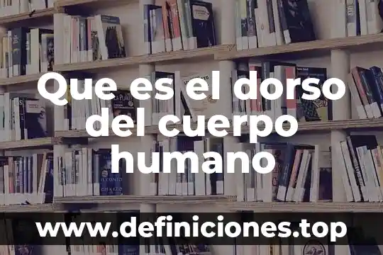 Que es el dorso del cuerpo humano