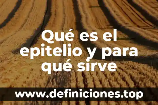 Qué es célula epitelio de la piel 4 Qué es el epitelio y para qué sirve