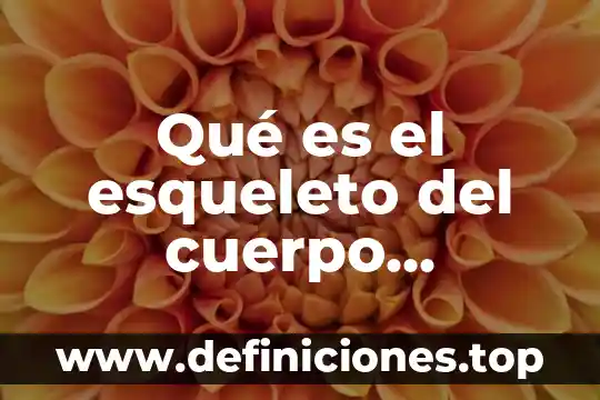 Qué es el esqueleto del cuerpo humano