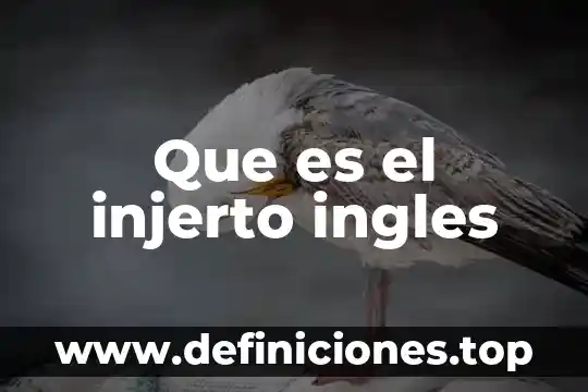 Que es be en ingles 7 Que es el injerto ingles