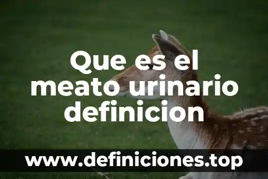Qué es nefrona en el sistema urinario 4 Que es el meato urinario definicion