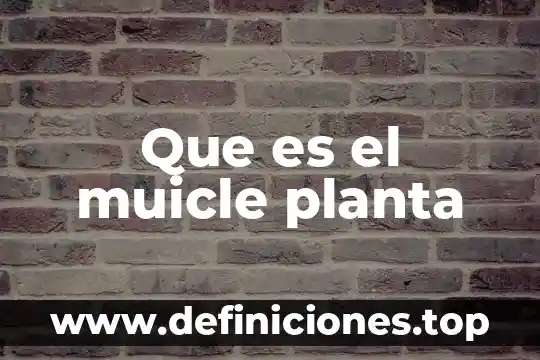 Que es una planta haploide 6 Que es el muicle planta