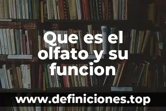 Que es el olfato y su funcion