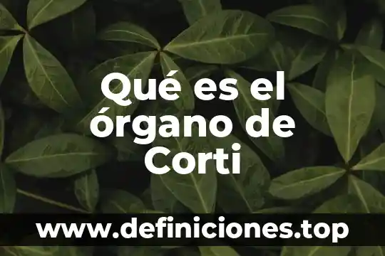 Que es mejor upa o uaa 7 Qué es el órgano de Corti