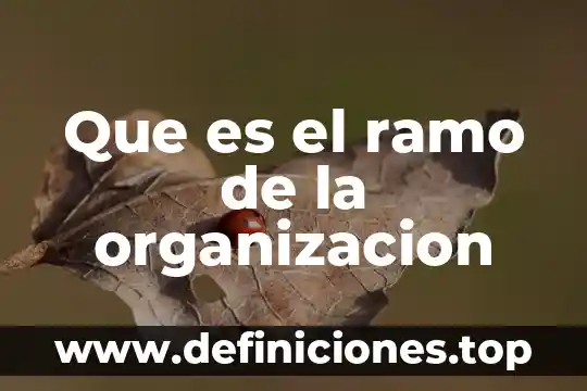 Organización civiles en México que es 7 Que es el ramo de la organizacion