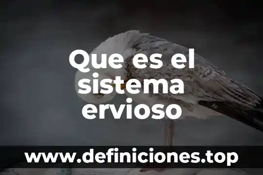 Que es el sistema educativo zapatista 3 Que es el sistema ervioso