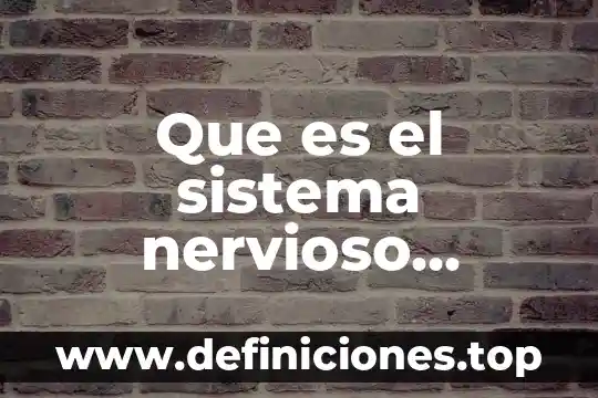 Que es el sistema nervioso central y como esta compuesto