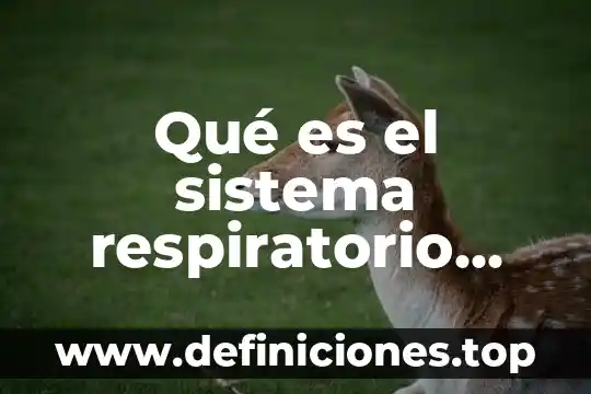 Para que es el sistema respiratorio 5 Qué es el sistema respiratorio animado
