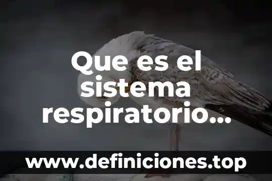 Para que es el sistema respiratorio 6 Que es el sistema respiratorio traqueal