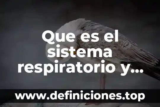 Para que es el sistema respiratorio 7 Que es el sistema respiratorio y sus funciones