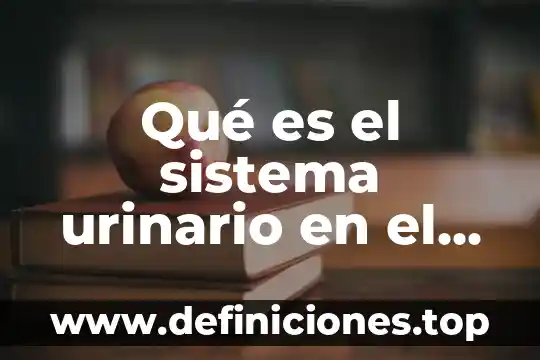 Qué es nefrona en el sistema urinario 5 Qué es el sistema urinario en el ser humano