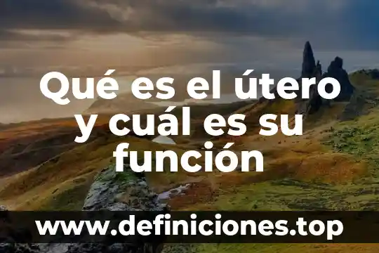 Que es un nesero y cual es su funcion 7 Qué es el útero y cuál es su función
