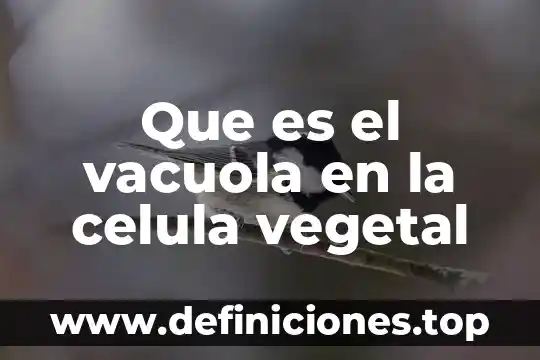 Que es el vacuola en la celula vegetal