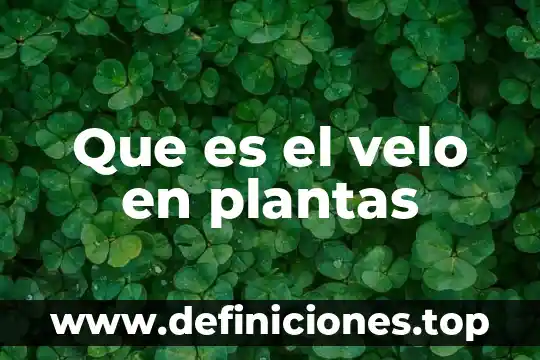 Que es el rendimiento en plantas 7 Que es el velo en plantas